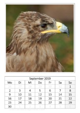 September_Steinadler.pdf